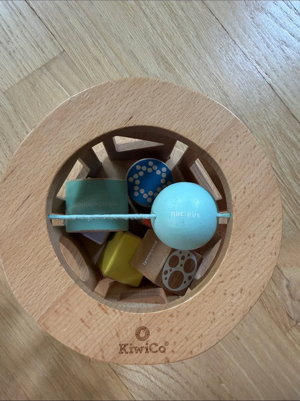 KiwiCo Biology Blocks Shape Sorter